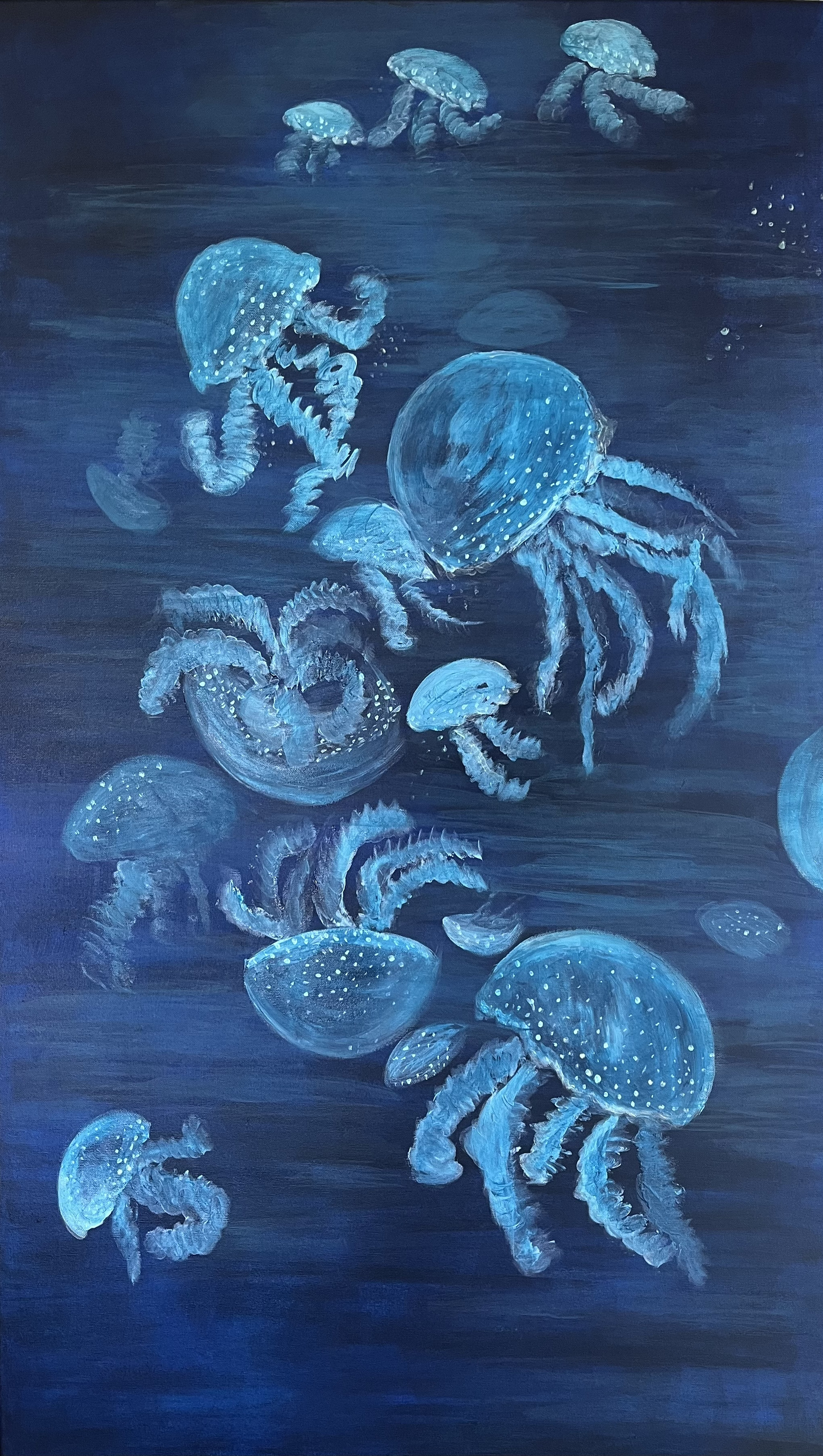 The Jellyfish Family