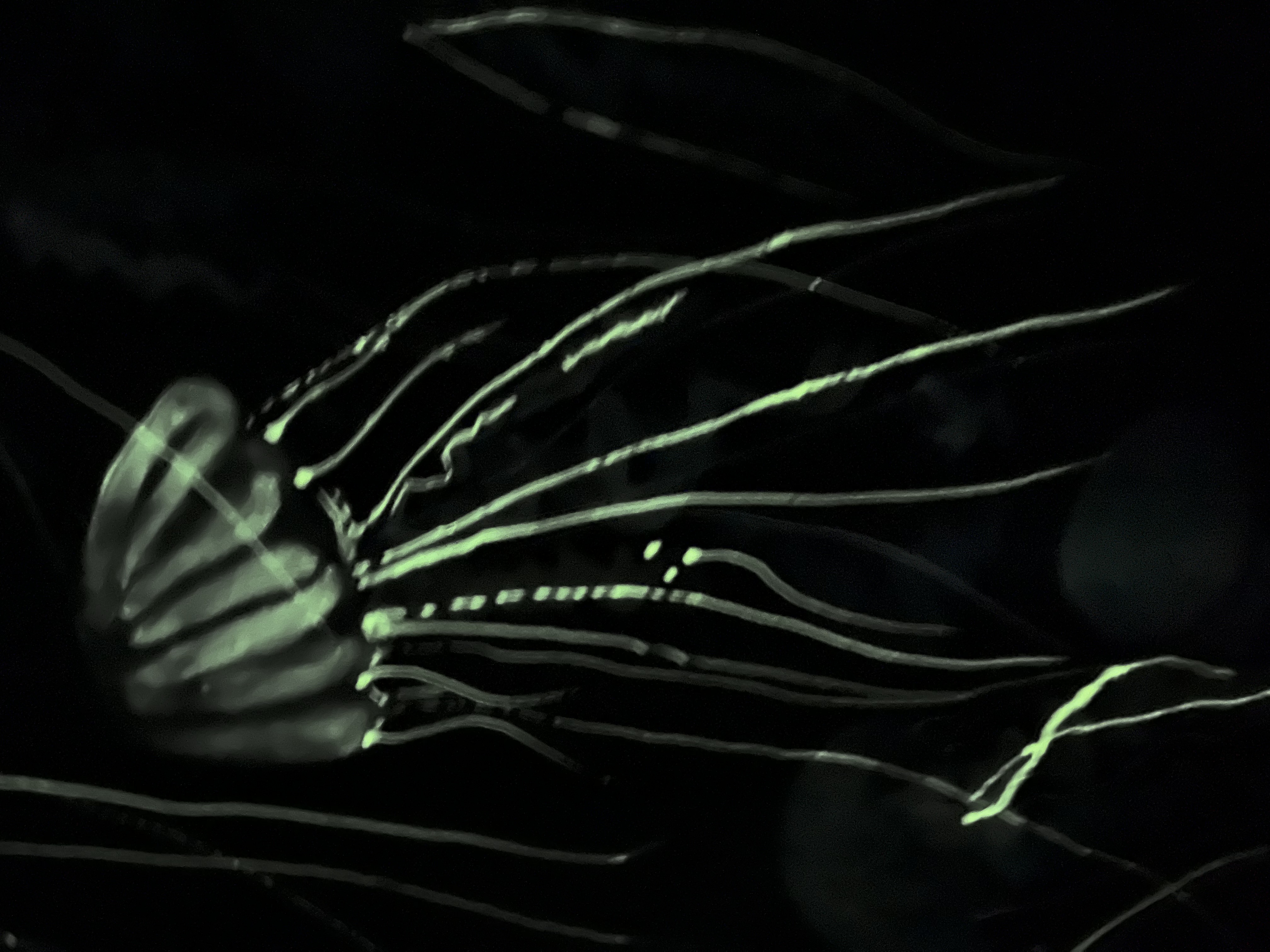 The Jellyfish at night - closeup