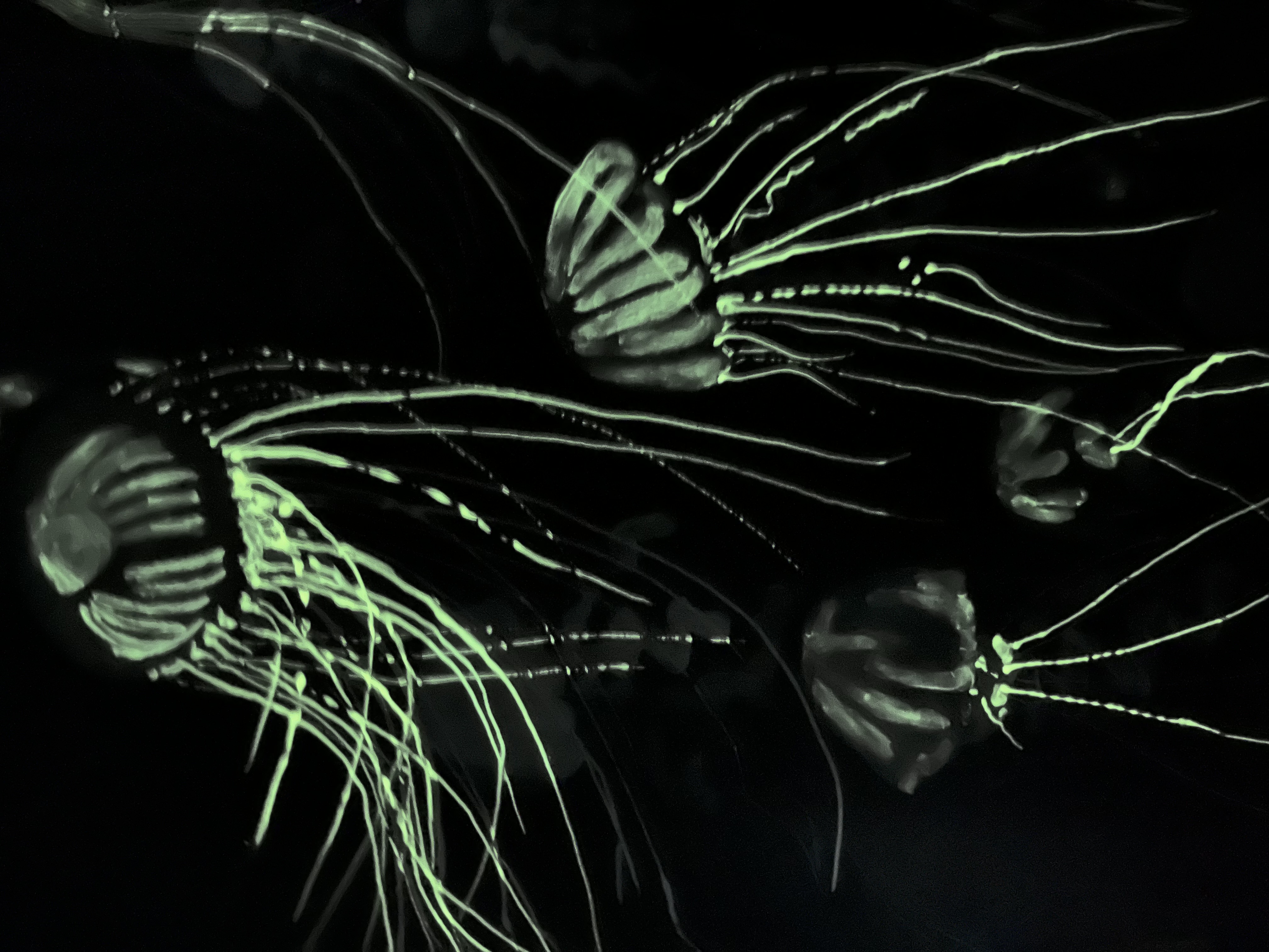 The Jellyfish at night - closeup